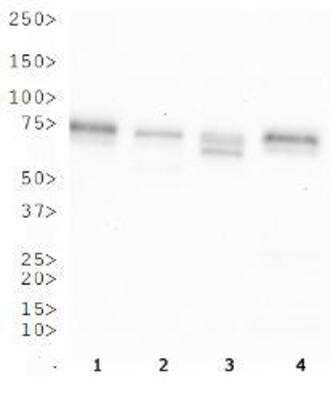 Western Blot: OS9 Antibody [BC100-520]