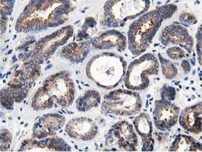 Immunohistochemistry-Paraffin: OSBP1 Antibody (OTI1F2) [NBP2-00935]