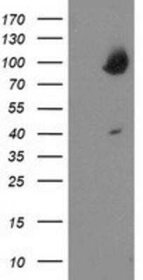 Western Blot: OSBP1 Antibody (OTI1F2)Azide and BSA Free [NBP2-73152]