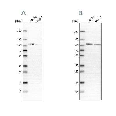 Western Blot: OSBP1 Antibody [NBP2-47342]
