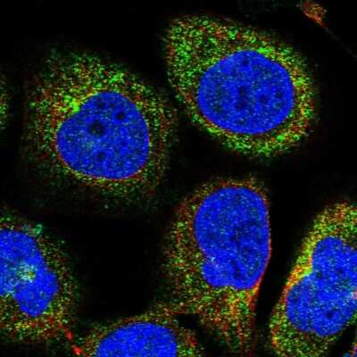Immunocytochemistry/ Immunofluorescence: OSBPL2 Antibody [NBP1-92236]