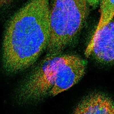 Immunocytochemistry/ Immunofluorescence: OSBPL3 Antibody [NBP1-82968]