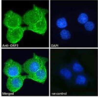 Immunofluorescence: OSBPL3 Antibody [NBP2-77443]