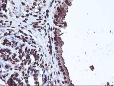Immunohistochemistry-Paraffin: OSGEP Antibody (OTI9E3) [NBP2-00823]