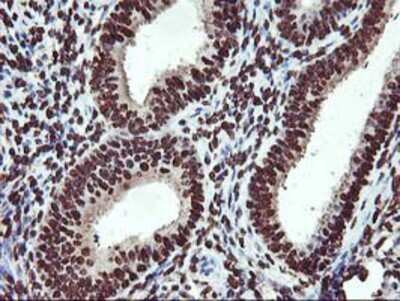 Immunohistochemistry-Paraffin: OSGEP Antibody (OTI9E3) [NBP2-00823]