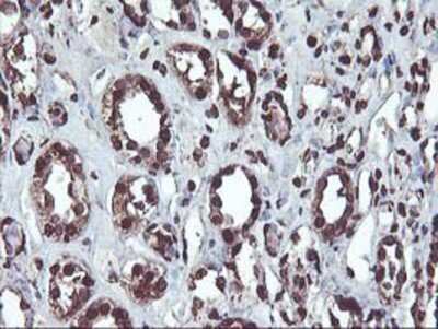 Immunohistochemistry-Paraffin: OSGEP Antibody (OTI9E3) [NBP2-00823]
