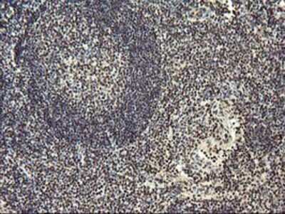 Immunohistochemistry-Paraffin: OSGEP Antibody (OTI9E3) [NBP2-00823]
