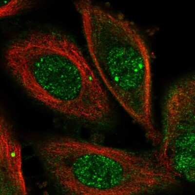 Immunocytochemistry/ Immunofluorescence: OSGEP Antibody [NBP1-83378]