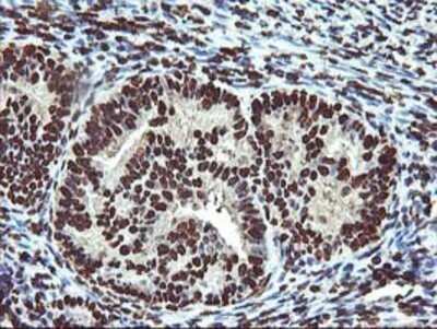 Immunohistochemistry: OSGEP Antibody (OTI9E3) - Azide and BSA Free [NBP2-73163]