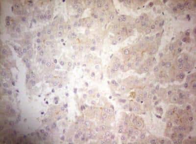 Immunohistochemistry-Paraffin: OSGIN2 Antibody (OTI7D12) [NBP2-46302]