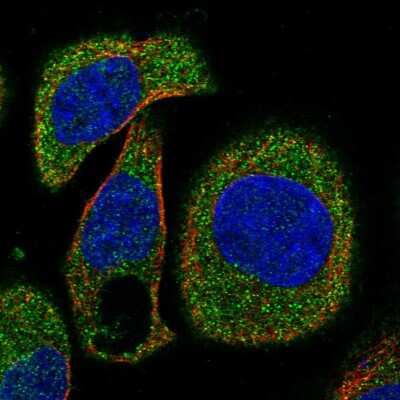 Immunocytochemistry/ Immunofluorescence: OSTF1 Antibody [NBP2-13718]