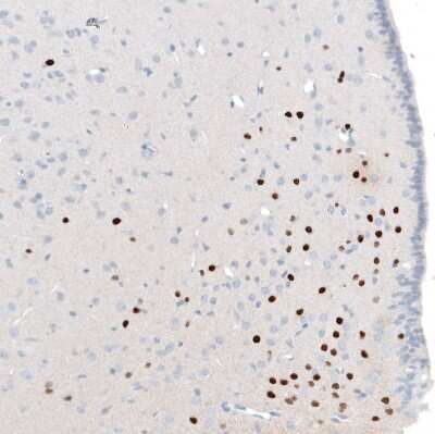 Immunohistochemistry-Paraffin: OTP Antibody (CL11225) [NBP3-15136]