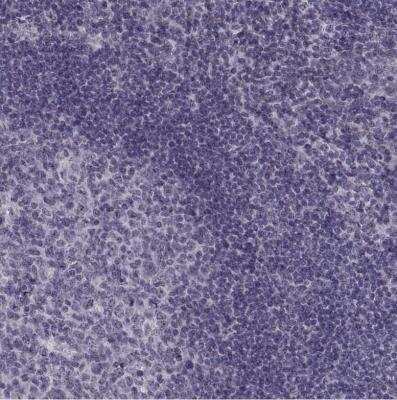 Immunohistochemistry-Paraffin: OTP Antibody [NBP2-68751]