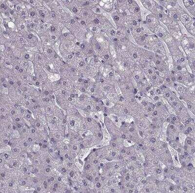 Immunohistochemistry-Paraffin: OTP Antibody [NBP2-68751]
