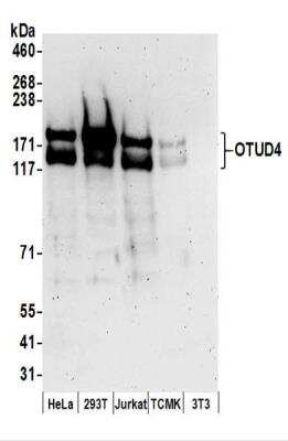 Western Blot: OTUD4 Antibody [NBP2-37689]