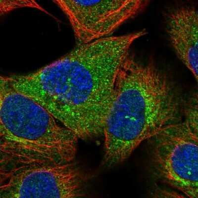 Immunocytochemistry/ Immunofluorescence: OTUD6B Antibody [NBP1-85653]
