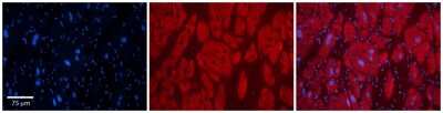Immunohistochemistry-Paraffin: OTUD7B/Cezanne/ZA20D1 Antibody [NBP2-87998]