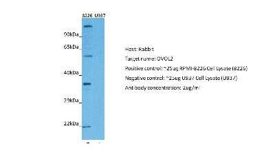 Western Blot: OVOL2 Antibody [NBP2-82299]