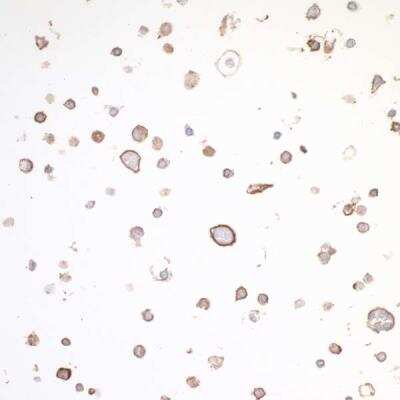 Immunohistochemistry-Paraffin: OX40/TNFRSF4 Antibody (BLR042F) [NBP2-76421]