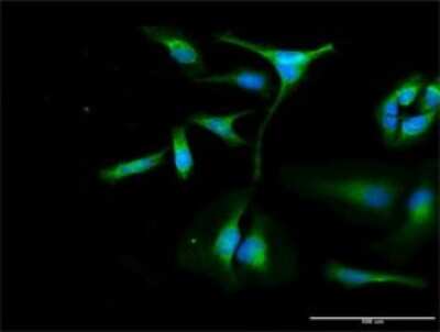Immunocytochemistry/ Immunofluorescence: OXA1L Antibody [H00005018-D01P]