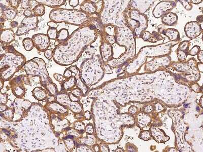 Immunohistochemistry-Paraffin: OXA1L Antibody [NBP2-97443]