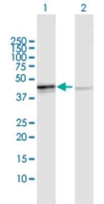 Western Blot: OXA1L Antibody [H00005018-D01P]