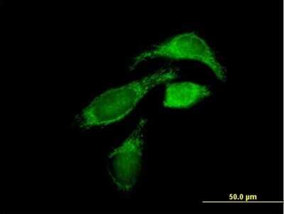 Immunocytochemistry/ Immunofluorescence: OXCT1 Antibody [H00005019-B01P]