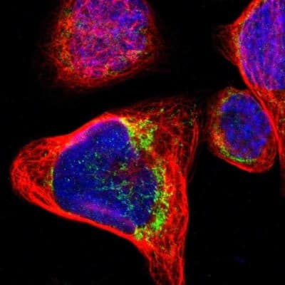 Immunocytochemistry/ Immunofluorescence: OXCT1 Antibody [NBP1-82462]