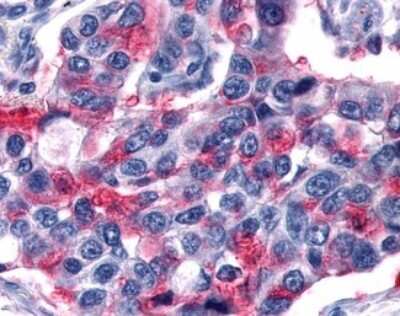 Immunohistochemistry-Paraffin: OXGR1/GPR80/P2Y15 Antibody - BSA Free [NLS1867]
