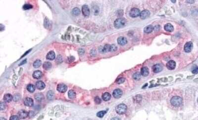Immunohistochemistry-Paraffin: OXGR1/GPR80/P2Y15 Antibody - BSA Free [NLS1867]