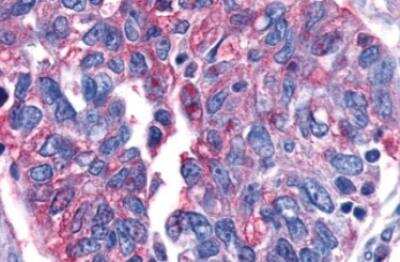 Immunohistochemistry-Paraffin: OXGR1/GPR80/P2Y15 Antibody - BSA Free [NLS1867]