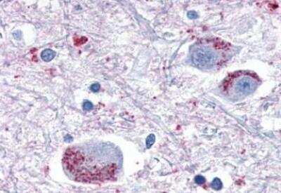Immunohistochemistry-Paraffin: OXGR1/GPR80/P2Y15 Antibody - BSA Free [NLS1867]