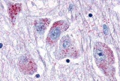 Immunohistochemistry-Paraffin: OXGR1/GPR80/P2Y15 Antibody - BSA Free [NLS1867]