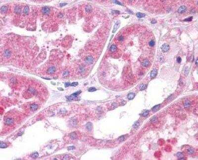 Immunohistochemistry-Paraffin: OXGR1/GPR80/P2Y15 Antibody - BSA Free [NLS6747]