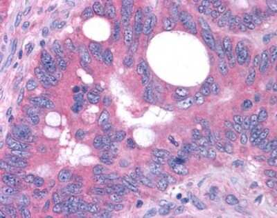 Immunohistochemistry-Paraffin: OXGR1/GPR80/P2Y15 Antibody - BSA Free [NLS6747]