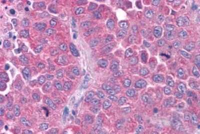 Immunohistochemistry-Paraffin: OXGR1/GPR80/P2Y15 Antibody - BSA Free [NLS6747]