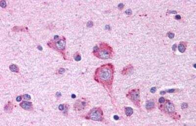 Immunohistochemistry-Paraffin: OXGR1/GPR80/P2Y15 Antibody - BSA Free [NLS6747]