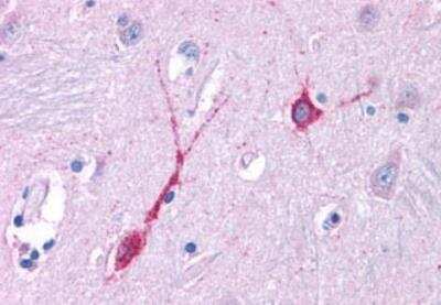Immunohistochemistry-Paraffin: OXGR1/GPR80/P2Y15 Antibody - BSA Free [NLS6747]
