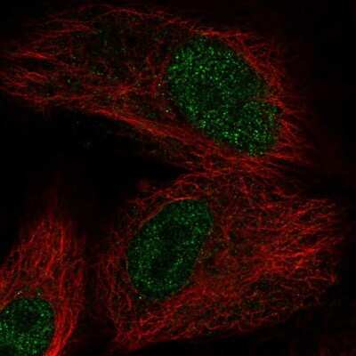 Immunocytochemistry/ Immunofluorescence: OXNAD1 Antibody [NBP2-58060]