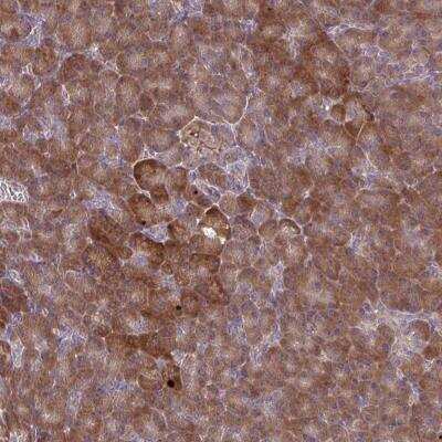 Immunohistochemistry-Paraffin: OXNAD1 Antibody [NBP2-32435]
