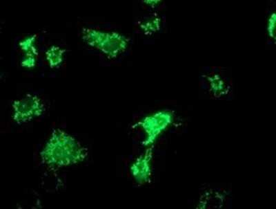 Immunocytochemistry/ Immunofluorescence: OXNAD1 Antibody (OTI1D1) - Azide and BSA Free [NBP2-73175]