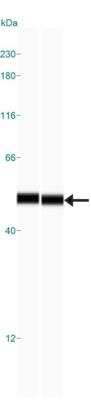 Simple Western: OXPAT AntibodyBSA Free [NB110-60509]