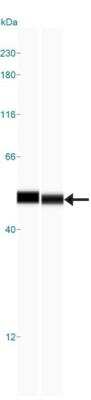 Simple Western: OXPAT AntibodyBSA Free [NB110-60511]