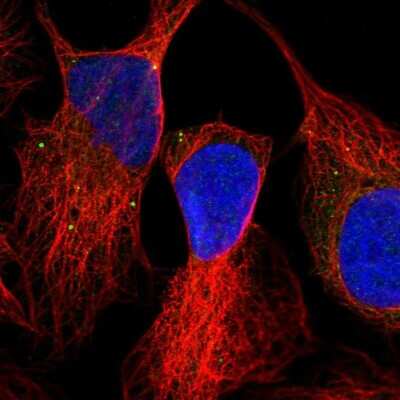 Immunocytochemistry/ Immunofluorescence: OXR1 Antibody [NBP1-86392]