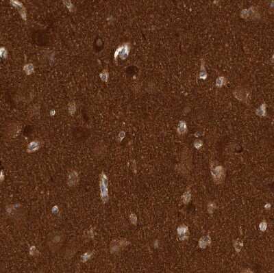 Immunohistochemistry-Paraffin: OXR1 Antibody [NBP1-86391]