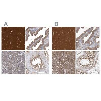 Immunohistochemistry-Paraffin: OXR1 Antibody [NBP1-86391]