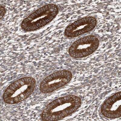 Immunohistochemistry-Paraffin: OXR1 Antibody [NBP1-86392]