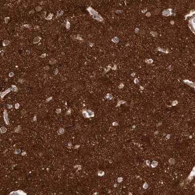 Immunohistochemistry-Paraffin: OXR1 Antibody [NBP1-86392]