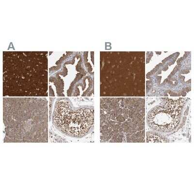Immunohistochemistry-Paraffin: OXR1 Antibody [NBP1-86392]