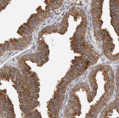 Immunohistochemistry-Paraffin: OXR1 Antibody [NBP1-86392]